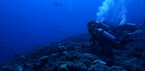 Scuba Diving with Sharks in Fakarva